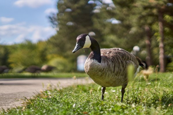 Branta canadensis, Düsseldorf (DE) -- 2020 -- 1835