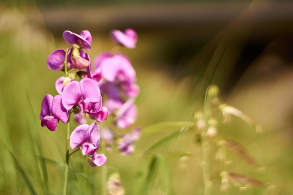 Düsseldorf (DE), Lathyrus latifolius -- 2020 -- 1863