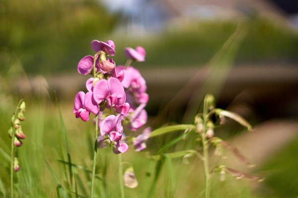 Lathyrus latifolius, Düsseldorf (DE) -- 2020 -- 1864