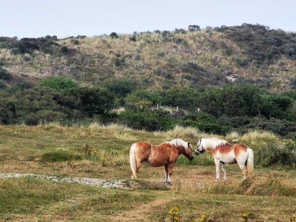 Equus ferus caballus, Renesse (NL) -- 2020 -- 163445