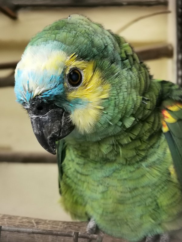 Amazona aestiva, Lennestadt (DE) -- 2020 -- 175505