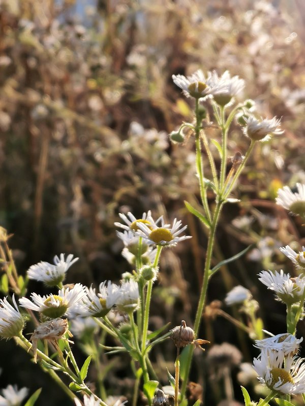 Erigeron annuus, Lennestadt (DE) -- 2020 -- 171748