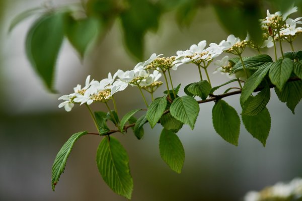 Viburnum plicatum, Neuss (DE) -- 2022 -- 2843
