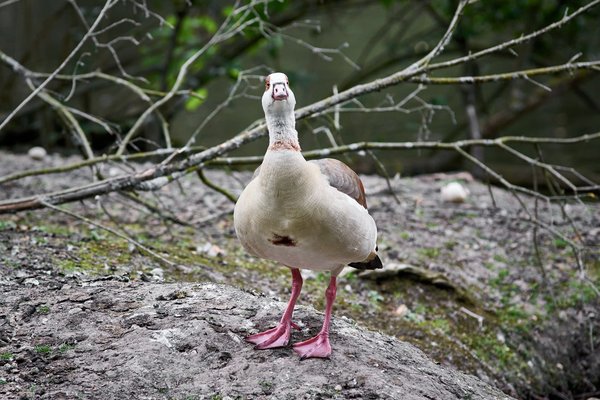 Alopochen aegyptiaca, Neuss (DE) -- 2022 -- 2844