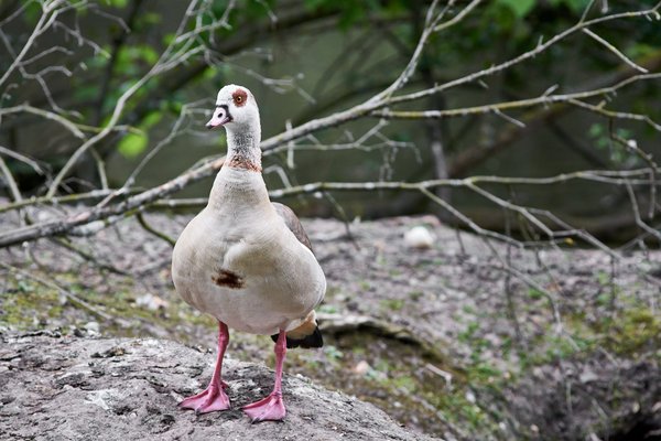 Alopochen aegyptiaca, Neuss (DE) -- 2022 -- 2846