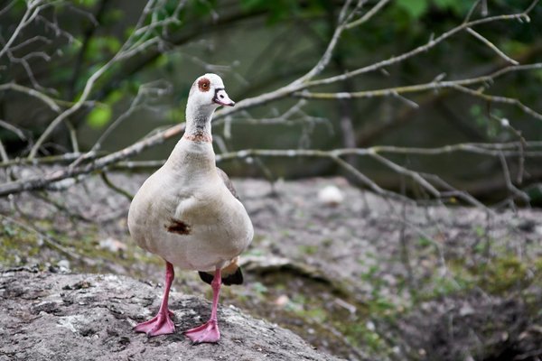 Alopochen aegyptiaca, Neuss (DE) -- 2022 -- 2847