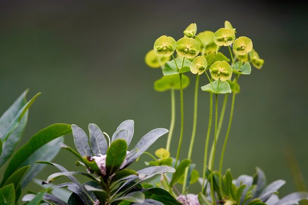 Euphorbia amygdaloides, Neuss (DE) -- 2022 -- 2884