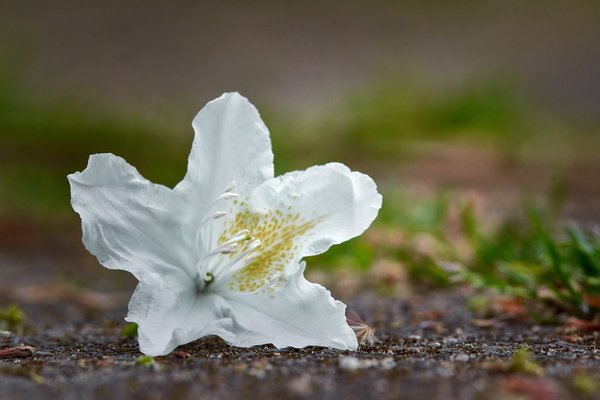 Rhododendron luteum, Neuss (DE) -- 2022 -- 2913