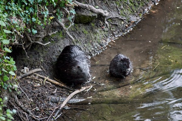 Myocastor coypus, Neuss (DE) -- 2022 -- 2918