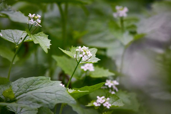 Alliaria petiolata, Neuss (DE) -- 2022 -- 2919