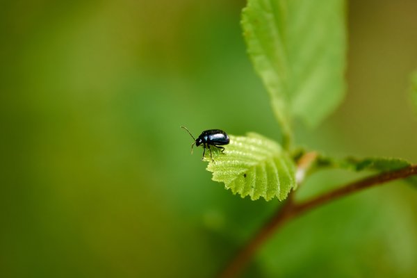 Agelastica alni, Neuss (DE) -- 2022 -- 3010