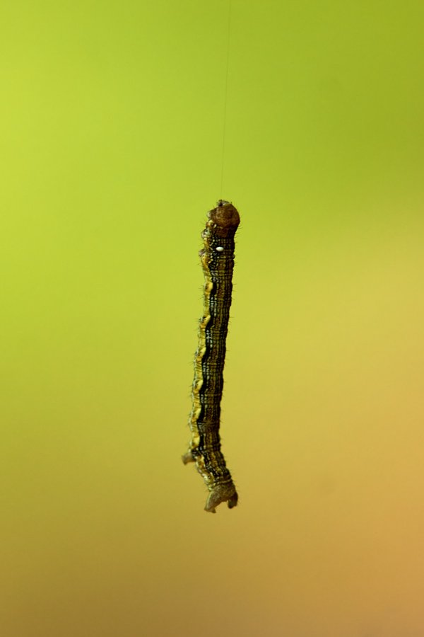 Erannis defoliaria, Neuss (DE) -- 2022 -- 3033