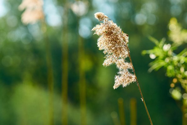 Phragmites australis, Neuss (DE) -- 2022 -- 3112