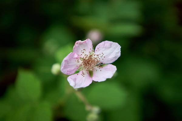 Rubus armeniacus, Duisburg (DE) -- 2022 -- 0054