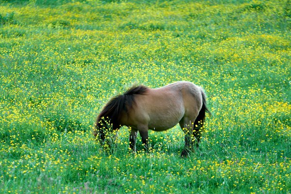 Equus ferus caballus, Hückeswagen (DE) -- 2022 -- 0006