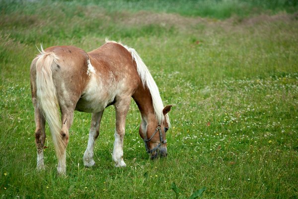 Equus ferus caballus, Hückeswagen (DE) -- 2022 -- 0056
