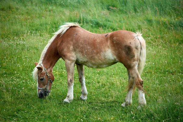 Equus ferus caballus, Hückeswagen (DE) -- 2022 -- 0061