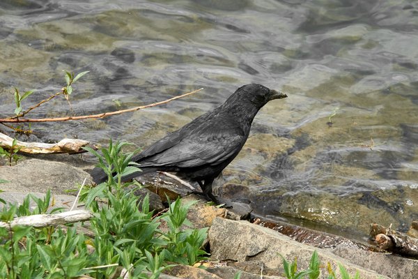 Corvus corone, Hückeswagen (DE) -- 2022 -- 0083