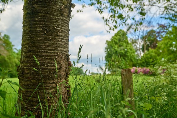 Wipperfürth (DE), Baum -- 2022 -- 0245