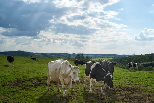 Bos taurus, Wipperfürth (DE) -- 2022 -- 0248