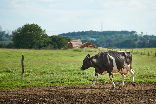 Bos taurus, Wipperfürth (DE) -- 2022 -- 0258