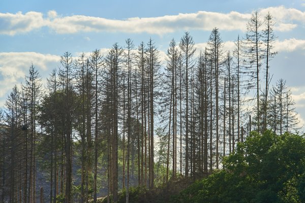 Larix decidua, Marienheide (DE) -- 2022 -- 0299