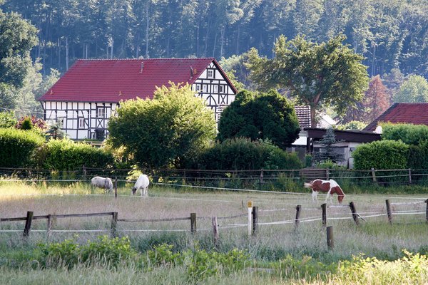 Equus ferus caballus, Mülheim an der Ruhr (DE) -- 2022 -- 0087