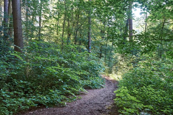 Mülheim an der Ruhr (DE), Mintarder Ruhrtalhang -- 2022 -- 0158