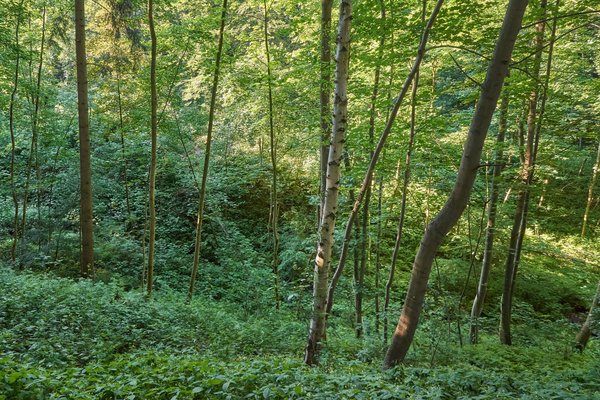 Mülheim an der Ruhr (DE), Mintarder Ruhrtalhang -- 2022 -- 0160