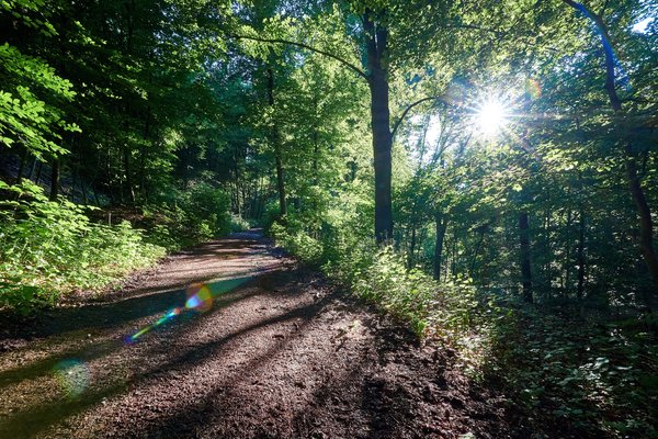Mülheim an der Ruhr (DE), Mintarder Ruhrtalhang -- 2022 -- 0173