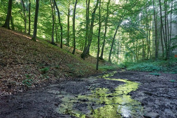 Mülheim an der Ruhr (DE), Mintarder Ruhrtalhang -- 2022 -- 0192