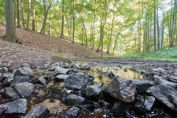 Mülheim an der Ruhr (DE), Mintarder Ruhrtalhang -- 2022 -- 0199