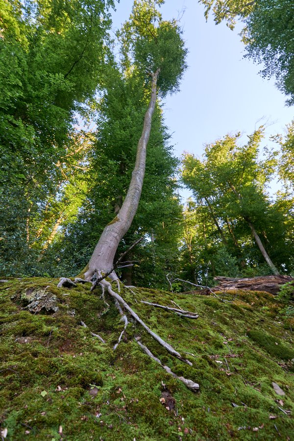 Fagus sylvatica, Mülheim an der Ruhr (DE) -- 2022 -- 0277