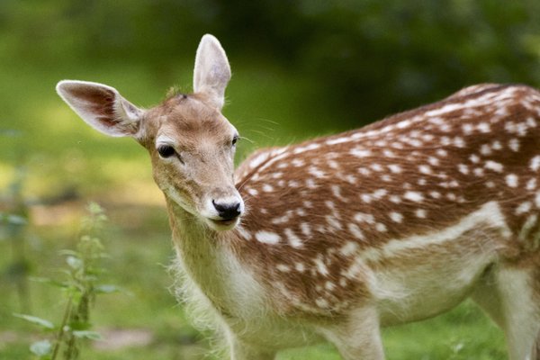 C. capreolus, Neuss (DE) -- 2022 -- 0037