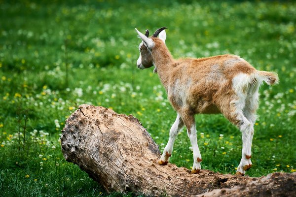 Capra aegagrus hircus, Neuss (DE) -- 2022 -- 0156