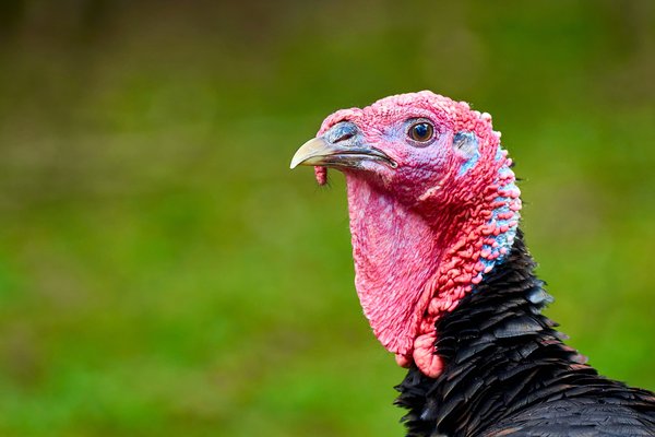 Meleagris gallopavo domesticus, Neuss (DE) -- 2022 -- 0189