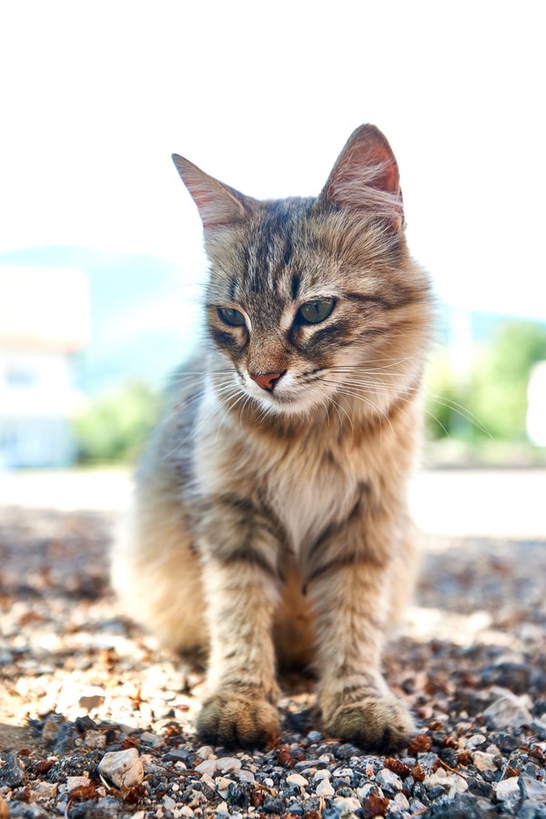 Felis catus, Gračac (HR) -- 2022 -- 0009