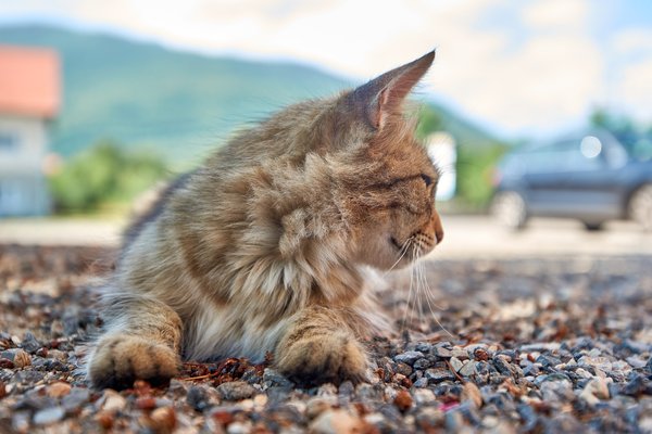 Felis catus, Gračac (HR) -- 2022 -- 0013