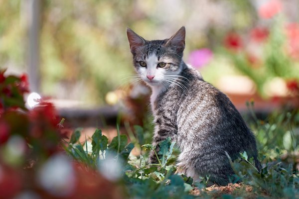 Felis catus, Gračac (HR) -- 2022 -- 0029