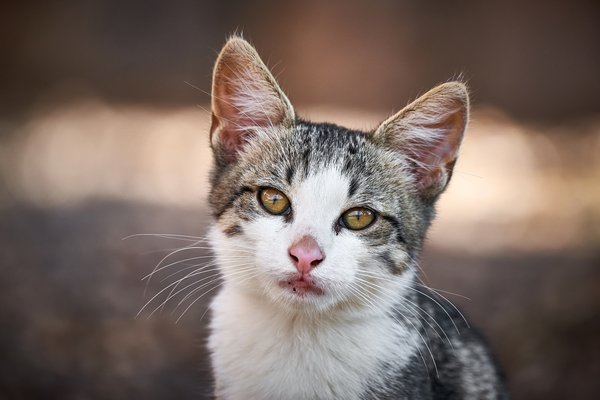 Felis catus, Gračac (HR) -- 2022 -- 0034