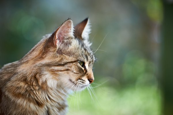 Felis catus, Gračac (HR) -- 2022 -- 0044