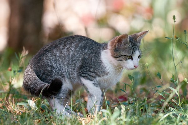 Felis catus, Gračac (HR) -- 2022 -- 0027