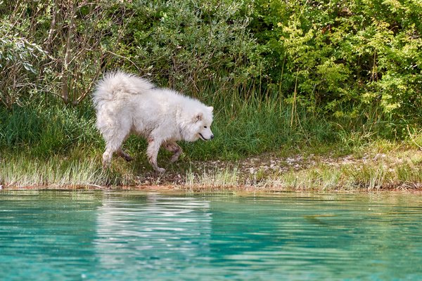 Canis lupus familiaris, Cetina (HR) -- 2022 -- 0128