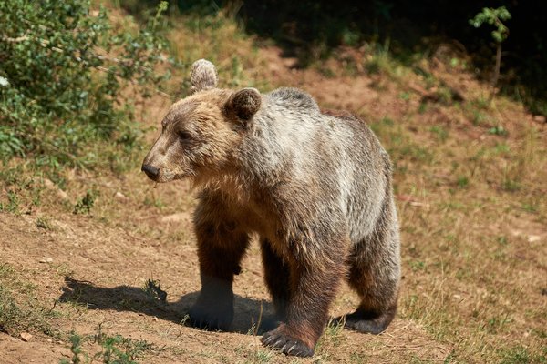 Ursus arctos, Kuterevo (HR) -- 2022 -- 0166