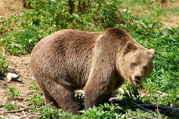 Ursus arctos, Kuterevo (HR) -- 2022 -- 0379