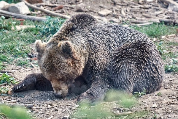 Ursus arctos, Kuterevo (HR) -- 2022 -- 0184