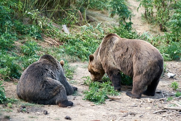Ursus arctos, Kuterevo (HR) -- 2022 -- 0274