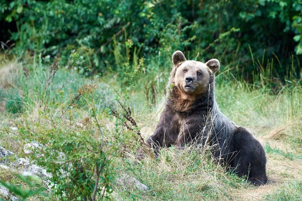 Ursus arctos, Kuterevo (HR) -- 2022 -- 0294