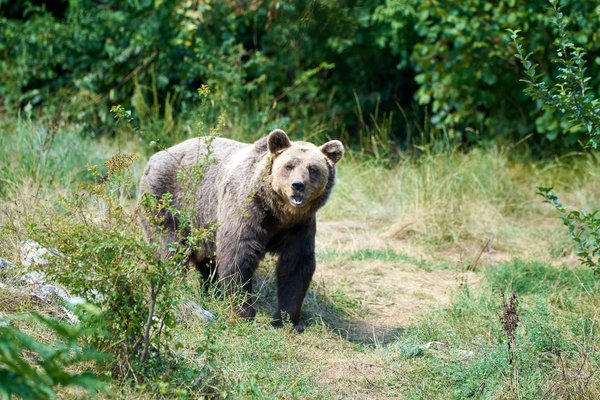 Ursus arctos, Kuterevo (HR) -- 2022 -- 0331