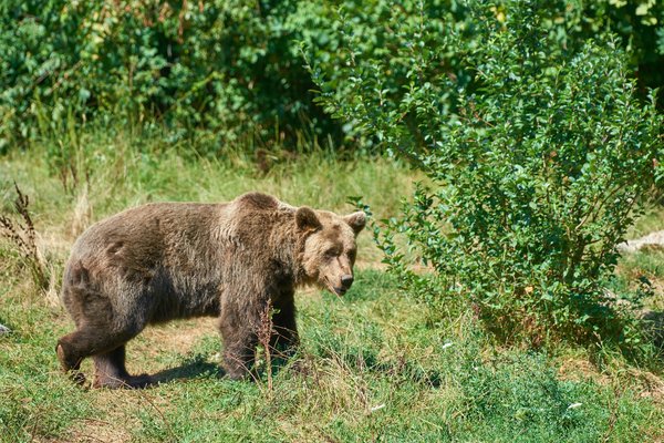 Ursus arctos, Kuterevo (HR) -- 2022 -- 0396